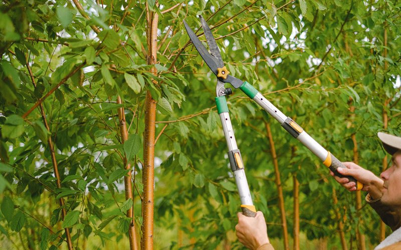 Tree trimming in Carbon Hill, OH