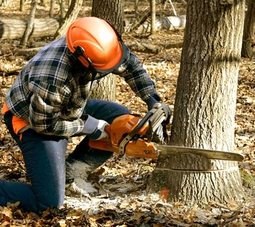 Tree Removal in Carbon Hill, OH